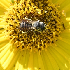 Megachilinae