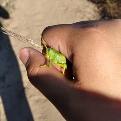 Schistocerca shoshone