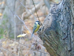 Parus major
