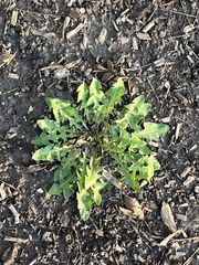 Taraxacum