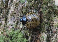 Aegithus burmeisteri