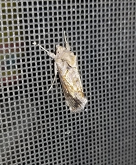 Argyrogramma verruca