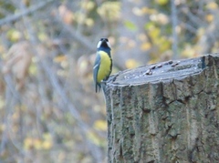 Parus major