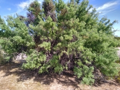 Condalia globosa pubescens