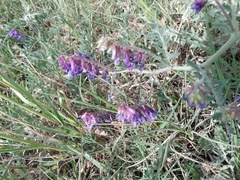 Vicia villosa