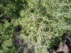 Condalia globosa pubescens