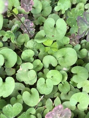 Dichondra repens