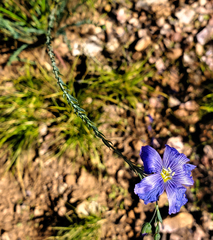 Linum lewisii