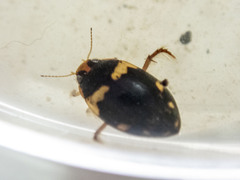 Chostonectes gigas
