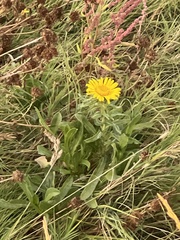 Grindelia stricta