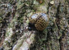 Aegithus burmeisteri