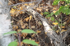 Clethrionomys gapperi