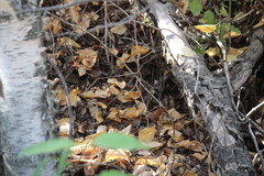 Clethrionomys gapperi