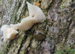 Aegithus burmeisteri