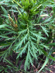 Artemisia biennis