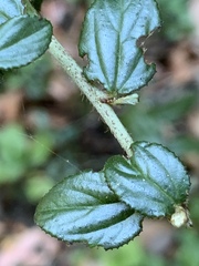 Ceanothus oliganthus sorediatus