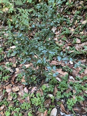 Ceanothus oliganthus sorediatus