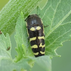 Acmaeodera alicia