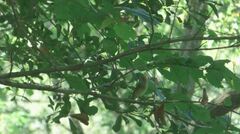 Passerina cyanea