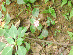 Impatiens walleriana