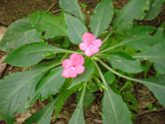 Impatiens walleriana