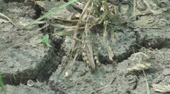 Melanoplus ponderosus