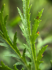 Artemisia biennis
