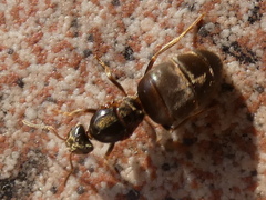 Lasius