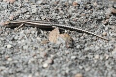 Cryptoblepharus virgatus