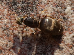 Lasius