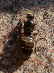 Lasius