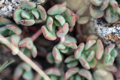 Sedum obtusatum