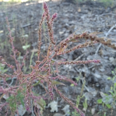 Amaranthus fimbriatus