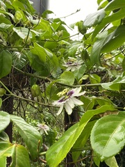 Passiflora edulis
