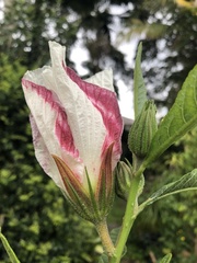 Hibiscus heterophyllus