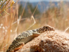 Crotaphytus collaris