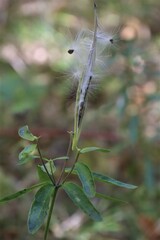 Asclepiadeae