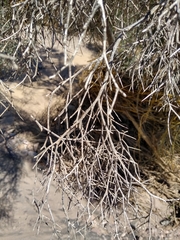 Psorothamnus spinosus