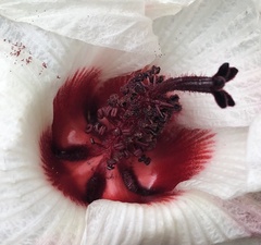 Hibiscus heterophyllus
