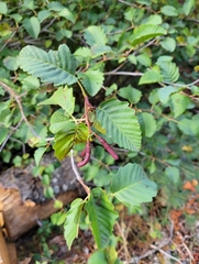 Alnus rhombifolia