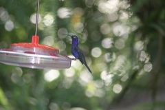 Campylopterus hemileucurus