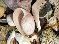 Bulla occidentalis