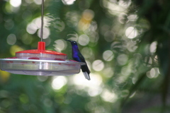 Campylopterus hemileucurus