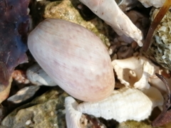 Bulla occidentalis