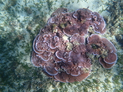 Montipora