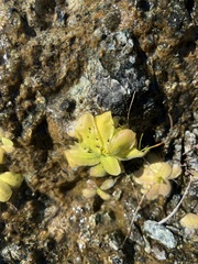 Pinguicula macroceras