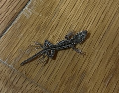 Uta stansburiana