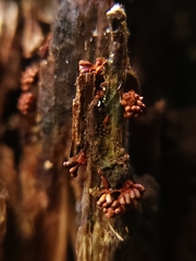 Metatrichia vesparium