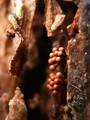 Metatrichia vesparium