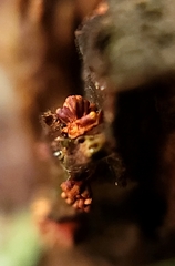 Metatrichia vesparium